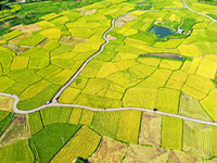 A photo is showing mature rice fields in Wulongquan village, Yangshuo County, Guilin, China, on August 6, 2024. (