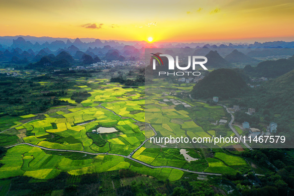 A photo is showing mature rice fields in Wulongquan village, Yangshuo County, Guilin, China, on August 6, 2024. 