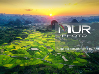 A photo is showing mature rice fields in Wulongquan village, Yangshuo County, Guilin, China, on August 6, 2024. (