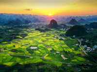 A photo is showing mature rice fields in Wulongquan village, Yangshuo County, Guilin, China, on August 6, 2024. (