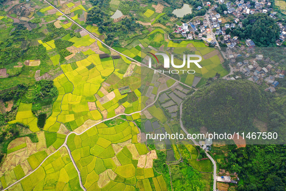 A photo is showing mature rice fields in Wulongquan village, Yangshuo County, Guilin, China, on August 6, 2024. 