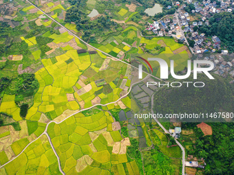 A photo is showing mature rice fields in Wulongquan village, Yangshuo County, Guilin, China, on August 6, 2024. (