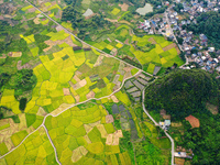 A photo is showing mature rice fields in Wulongquan village, Yangshuo County, Guilin, China, on August 6, 2024. (