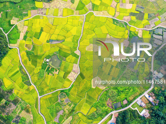 A photo is showing mature rice fields in Wulongquan village, Yangshuo County, Guilin, China, on August 6, 2024. (