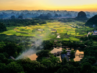 A photo is showing mature rice fields in Wulongquan village, Yangshuo County, Guilin, China, on August 6, 2024. (