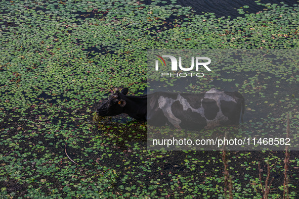 A cow is cooling off in a portion of Wular Lake while eating grass on a hot and humid day in Sopore, Jammu and Kashmir, India, on August 11,...