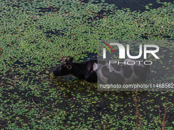 A cow is cooling off in a portion of Wular Lake while eating grass on a hot and humid day in Sopore, Jammu and Kashmir, India, on August 11,...