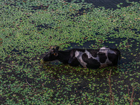 A cow is cooling off in a portion of Wular Lake while eating grass on a hot and humid day in Sopore, Jammu and Kashmir, India, on August 11,...