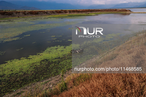 A cow is cooling off in a portion of Wular Lake while eating grass on a hot and humid day in Sopore, Jammu and Kashmir, India, on August 11,...