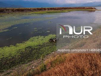 A cow is cooling off in a portion of Wular Lake while eating grass on a hot and humid day in Sopore, Jammu and Kashmir, India, on August 11,...