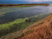 A cow is cooling off in a portion of Wular Lake while eating grass on a hot and humid day in Sopore, Jammu and Kashmir, India, on August 11,...