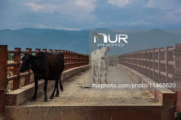 An ox and a cow are standing on an iron bridge on a hot and humid day in Sopore, Jammu and Kashmir, India, on August 11, 2024. 