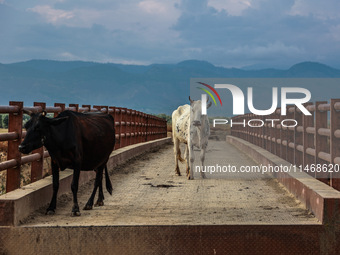 An ox and a cow are standing on an iron bridge on a hot and humid day in Sopore, Jammu and Kashmir, India, on August 11, 2024. (