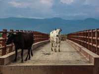 An ox and a cow are standing on an iron bridge on a hot and humid day in Sopore, Jammu and Kashmir, India, on August 11, 2024. (