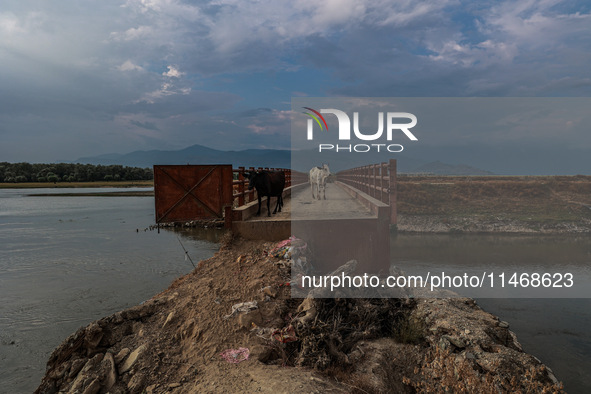 An ox and a cow are standing on an iron bridge on a hot and humid day in Sopore, Jammu and Kashmir, India, on August 11, 2024. 