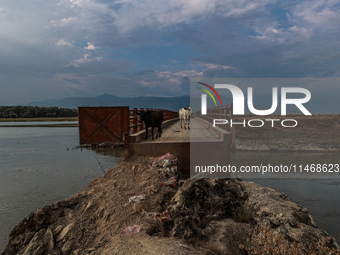 An ox and a cow are standing on an iron bridge on a hot and humid day in Sopore, Jammu and Kashmir, India, on August 11, 2024. (