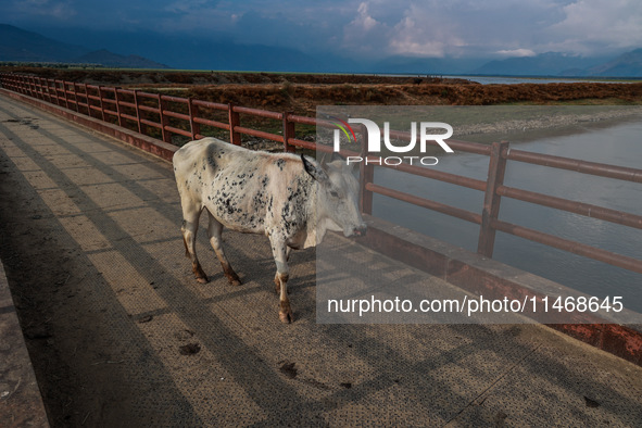 A white and black patched ox is standing on an iron bridge on a hot day in Sopore, Jammu and Kashmir, India, on August 11, 2024. 