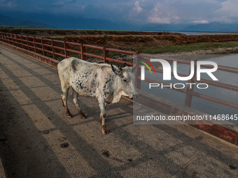 A white and black patched ox is standing on an iron bridge on a hot day in Sopore, Jammu and Kashmir, India, on August 11, 2024. (