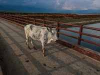 A white and black patched ox is standing on an iron bridge on a hot day in Sopore, Jammu and Kashmir, India, on August 11, 2024. (