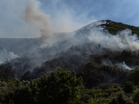 A large forest fire is breaking out on Sunday afternoon on Monte Pendolo, between the municipalities of Gragnano and Pimonte in the Naples a...