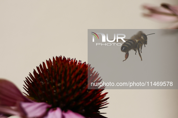 A honey bee is seen at a flower in a garden in southern Poland on August 11, 2024. 