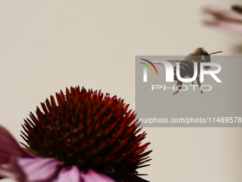 A honey bee is seen at a flower in a garden in southern Poland on August 11, 2024. (