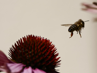 A honey bee is seen at a flower in a garden in southern Poland on August 11, 2024. (