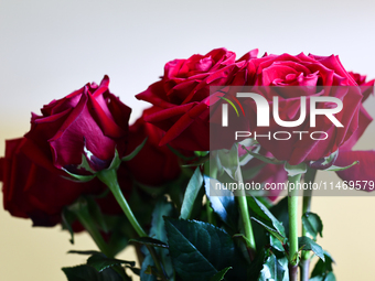 A bouquet of red roses is seen in southern Poland on August 11, 2024. (