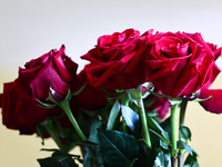 A bouquet of red roses is seen in southern Poland on August 11, 2024. (