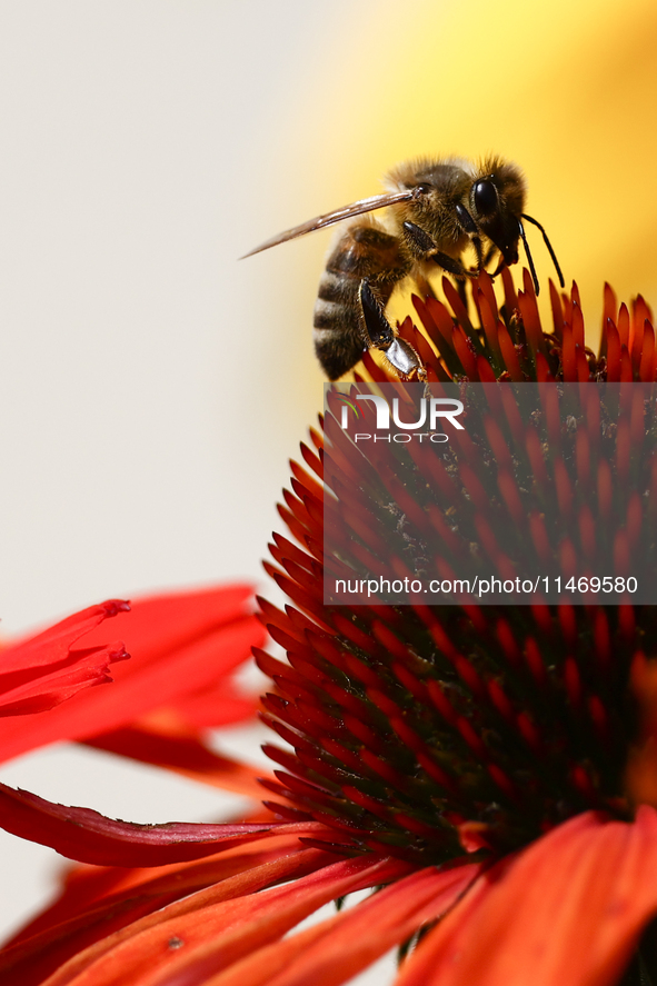 A honey bee is seen at a flower in a garden in southern Poland on August 11, 2024. 