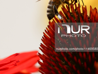 A honey bee is seen at a flower in a garden in southern Poland on August 11, 2024. (