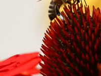 A honey bee is seen at a flower in a garden in southern Poland on August 11, 2024. (