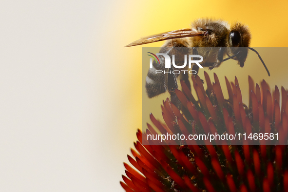 A honey bee is seen at a flower in a garden in southern Poland on August 11, 2024. 