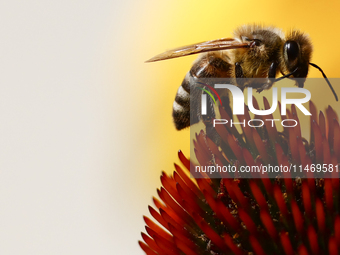 A honey bee is seen at a flower in a garden in southern Poland on August 11, 2024. (