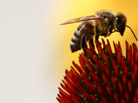 A honey bee is seen at a flower in a garden in southern Poland on August 11, 2024. (