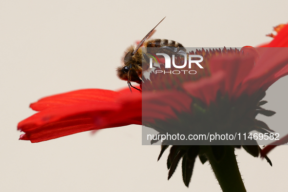 A honey bee is seen at a flower in a garden in southern Poland on August 11, 2024. 