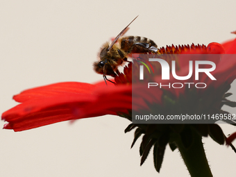 A honey bee is seen at a flower in a garden in southern Poland on August 11, 2024. (