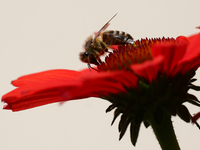 A honey bee is seen at a flower in a garden in southern Poland on August 11, 2024. (