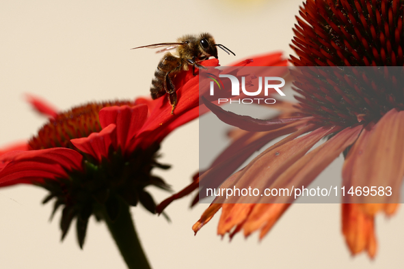 A honey bee is seen at a flower in a garden in southern Poland on August 11, 2024. 