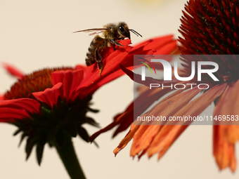 A honey bee is seen at a flower in a garden in southern Poland on August 11, 2024. (