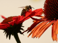 A honey bee is seen at a flower in a garden in southern Poland on August 11, 2024. (