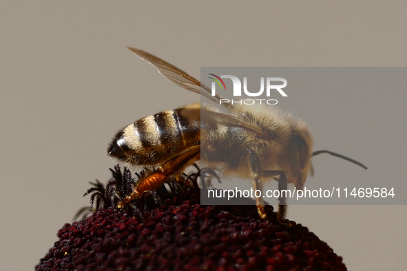 A honey bee is seen at a flower in a garden in southern Poland on August 11, 2024. 