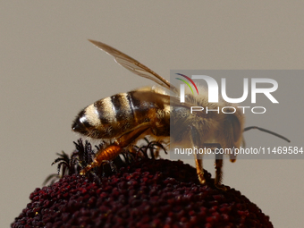 A honey bee is seen at a flower in a garden in southern Poland on August 11, 2024. (