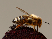 A honey bee is seen at a flower in a garden in southern Poland on August 11, 2024. (