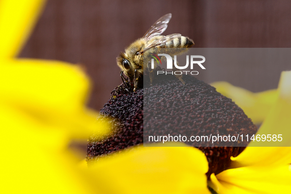 A honey bee is seen at a flower in a garden in southern Poland on August 11, 2024. 