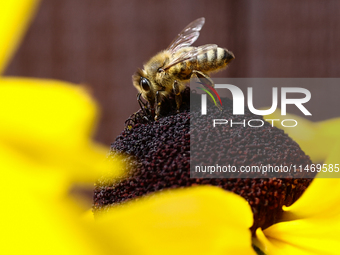 A honey bee is seen at a flower in a garden in southern Poland on August 11, 2024. (