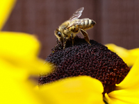 A honey bee is seen at a flower in a garden in southern Poland on August 11, 2024. (