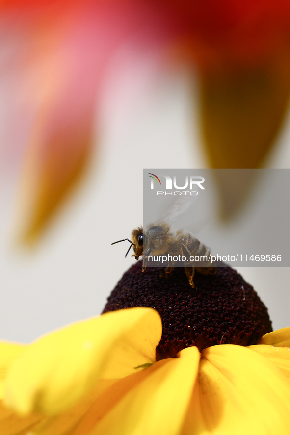 A honey bee is seen at a flower in a garden in southern Poland on August 11, 2024. 