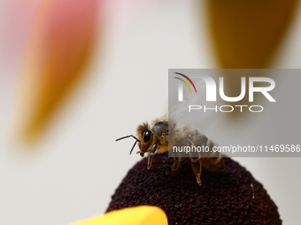 A honey bee is seen at a flower in a garden in southern Poland on August 11, 2024. (