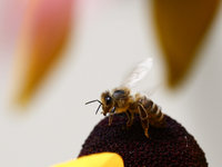 A honey bee is seen at a flower in a garden in southern Poland on August 11, 2024. (